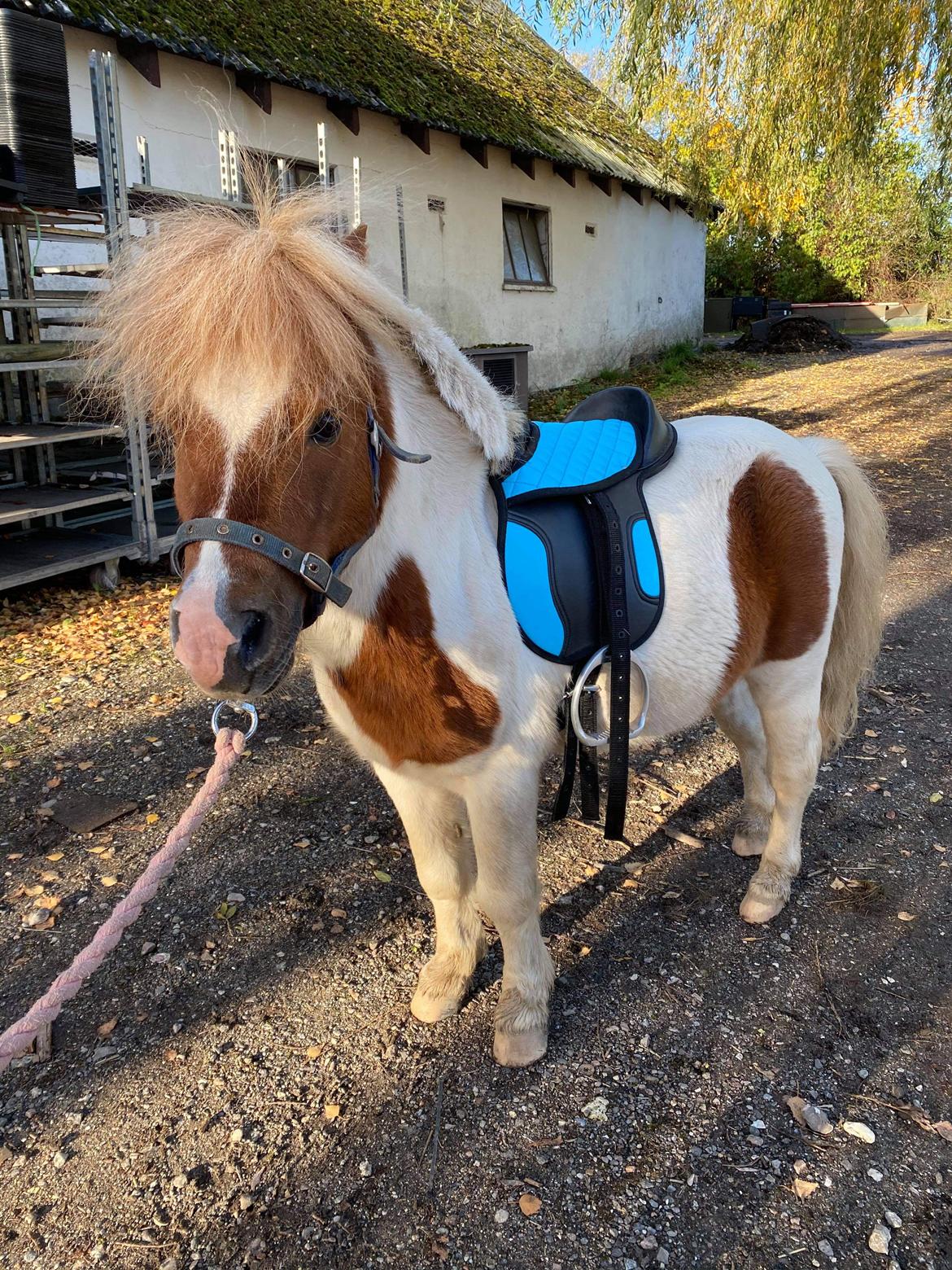Anden særlig race Tequila solgt billede 17
