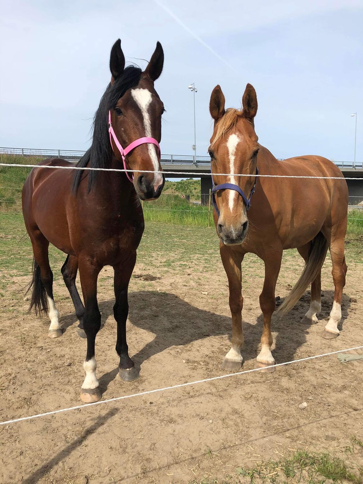 Anden særlig race Rævebjerggårds Mason billede 20