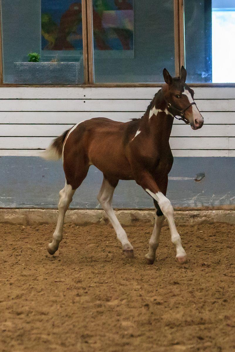 Pinto Søgårds After Eight  billede 27