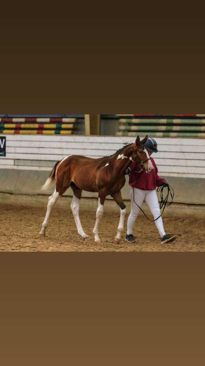 Pinto Søgårds After Eight  billede 20