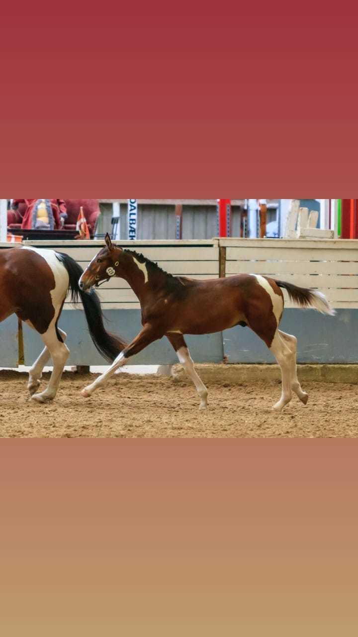 Pinto Søgårds After Eight  billede 22