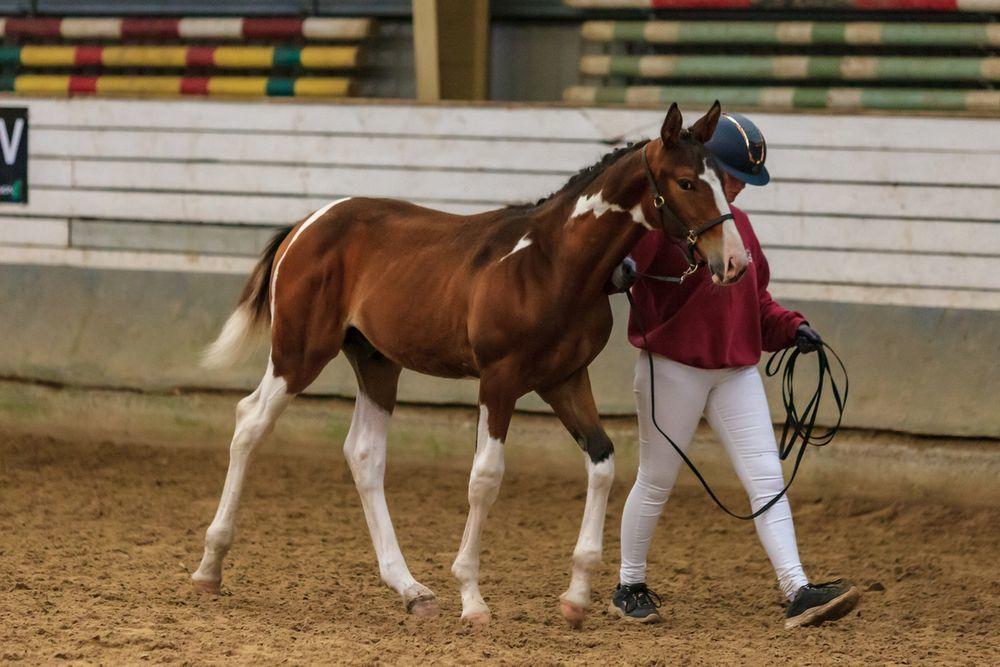 Pinto Søgårds After Eight  billede 1