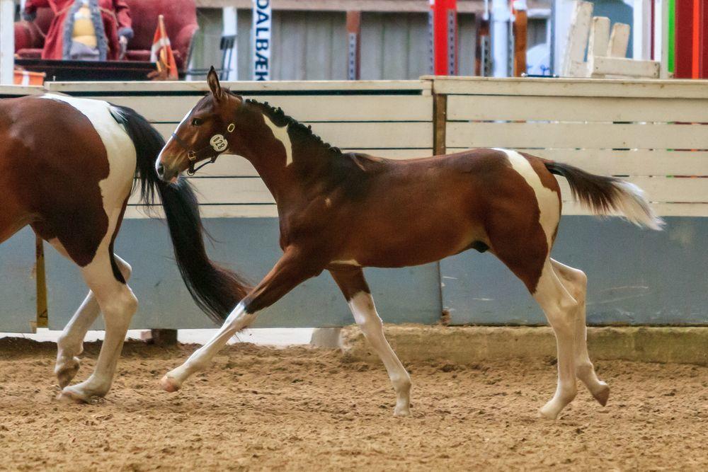 Pinto Søgårds After Eight  billede 25