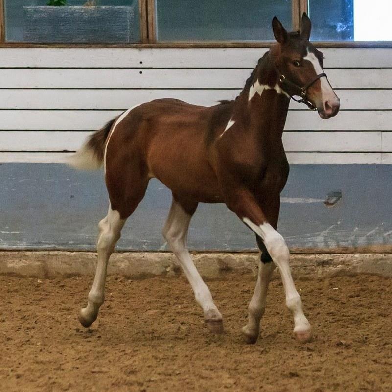 Pinto Søgårds After Eight  billede 21