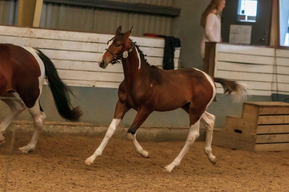 Pinto Søgårds After Eight  billede 28