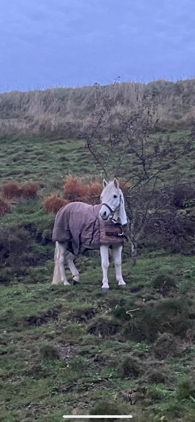 Anden særlig race Silverton Phantom of the opera billede 3