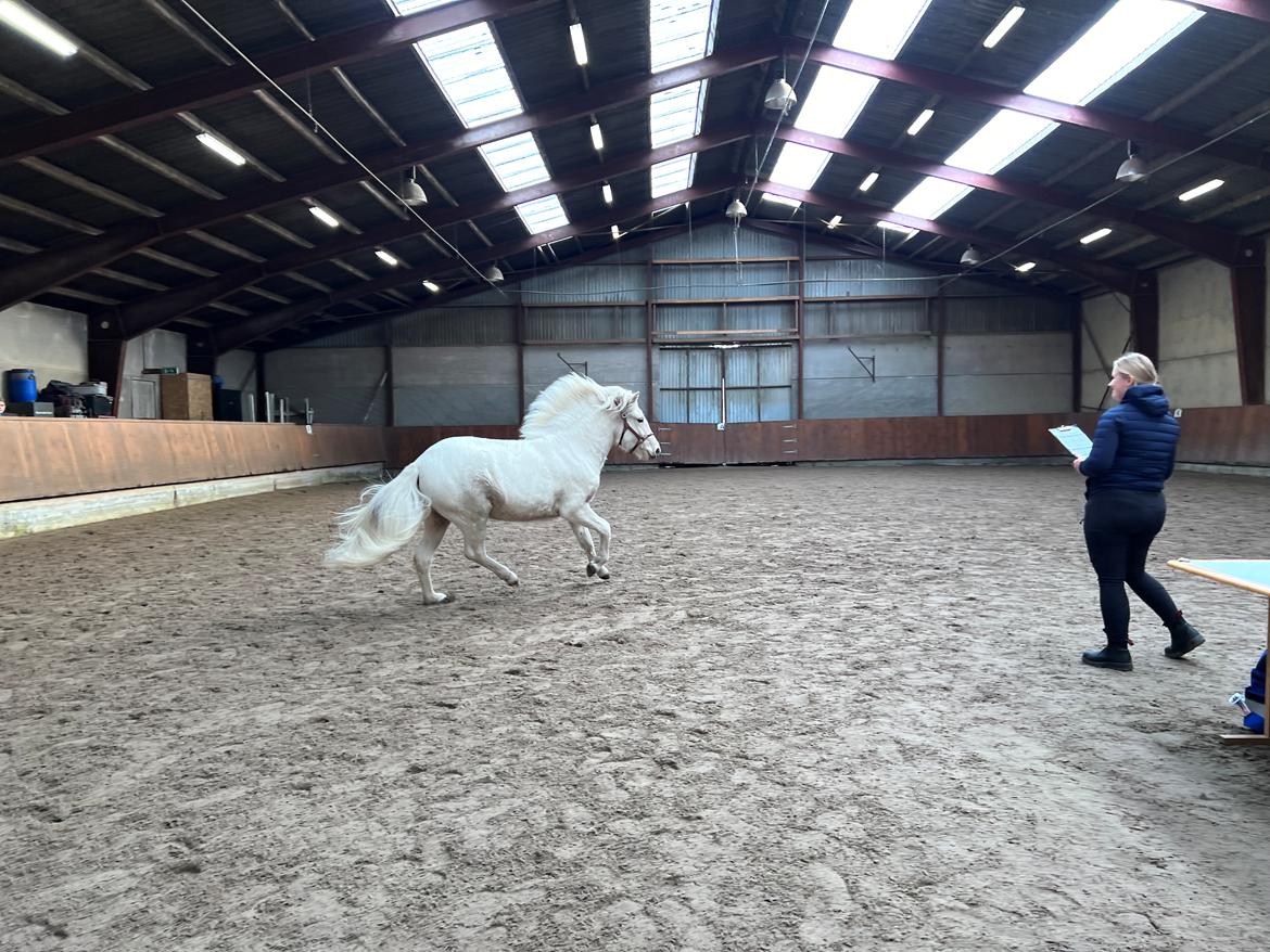 Islænder Sía fra Lundegårde billede 43