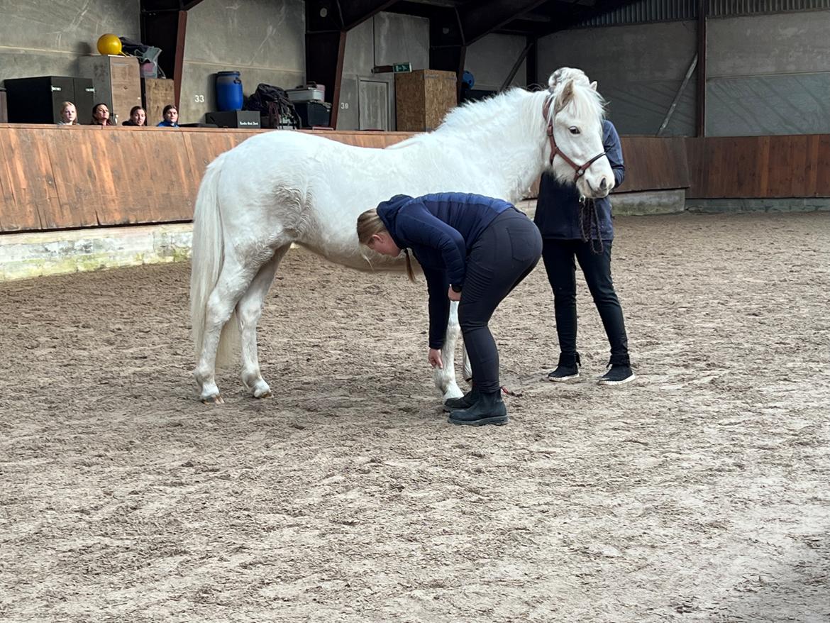 Islænder Sía fra Lundegårde billede 46