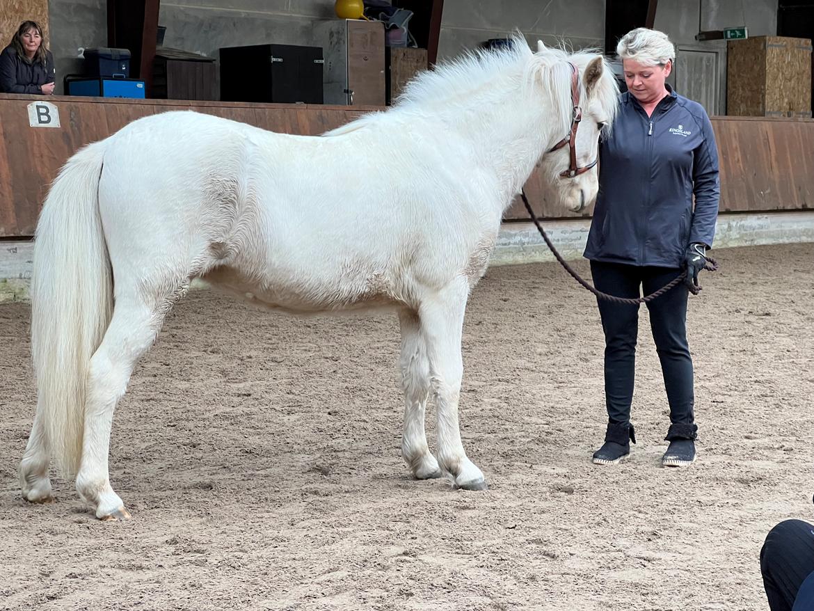Islænder Sía fra Lundegårde billede 45