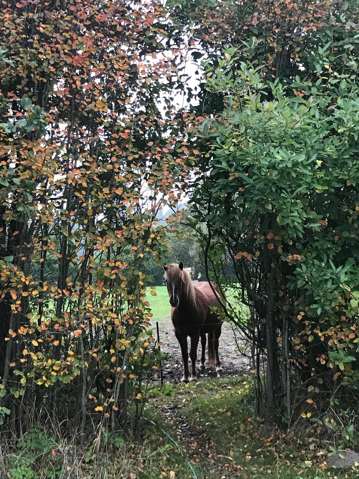 Islænder Freydís fra Otgaarden billede 1