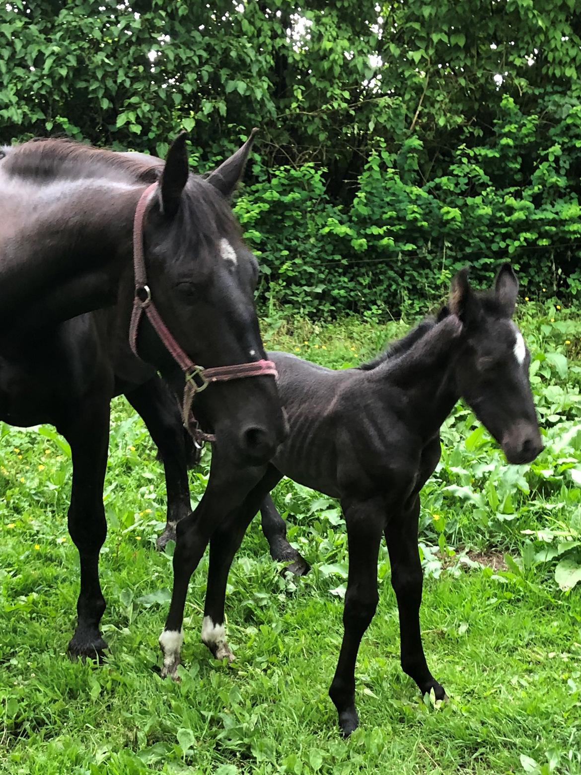 Oldenborg Laulunds Sweet Love of Mine billede 2