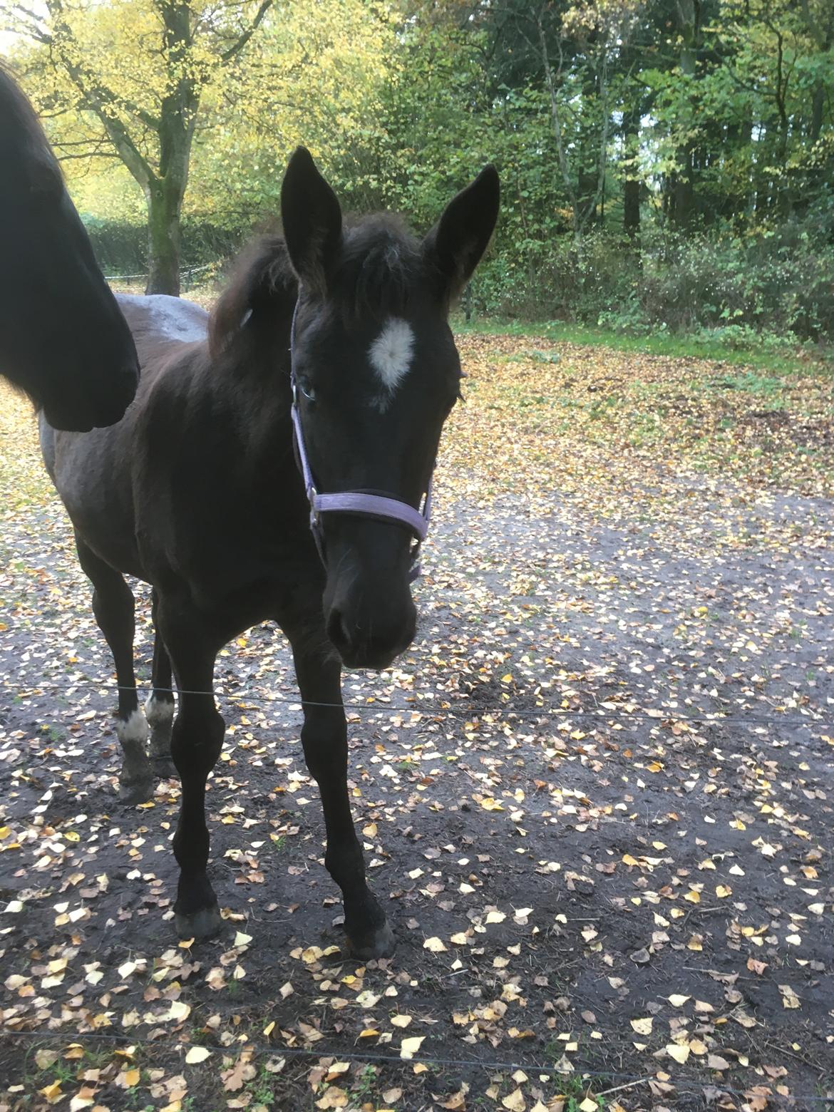 Oldenborg Laulunds Sweet Love of Mine billede 7