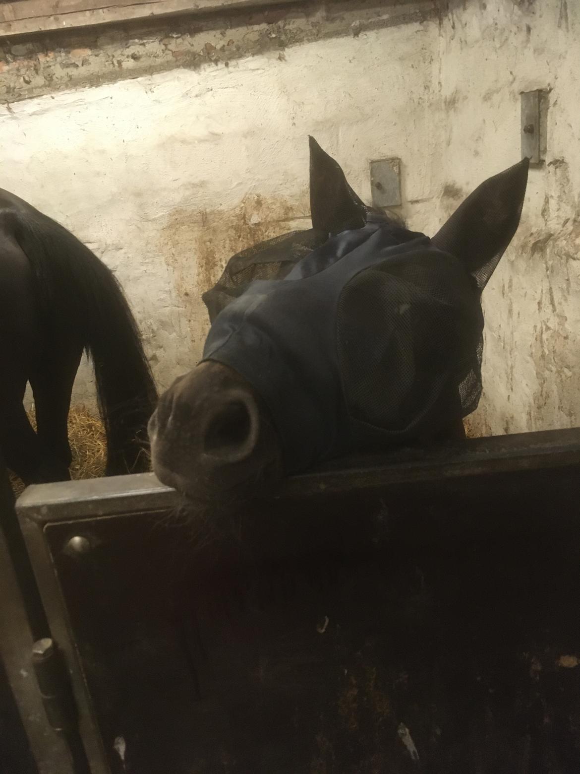 Oldenborg Laulunds Sweet Love of Mine billede 5