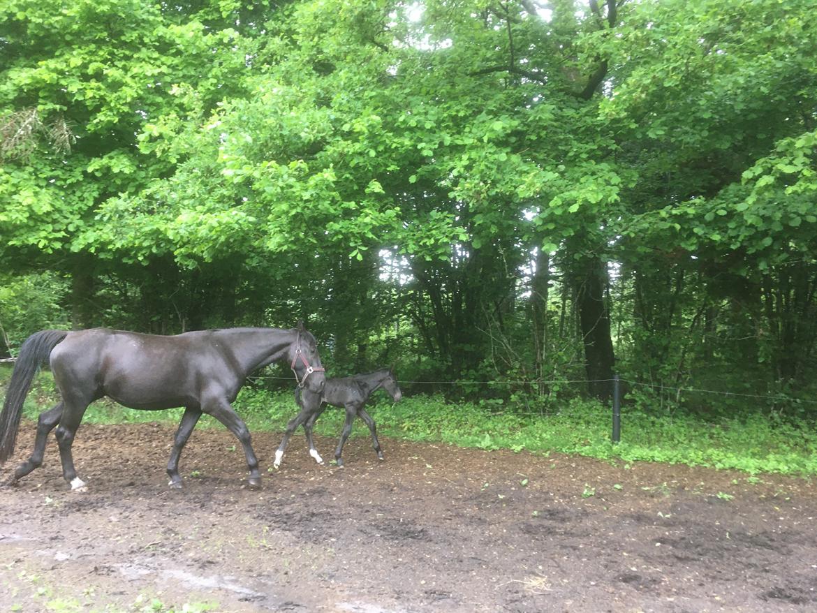 Oldenborg Laulunds Sweet Love of Mine billede 11