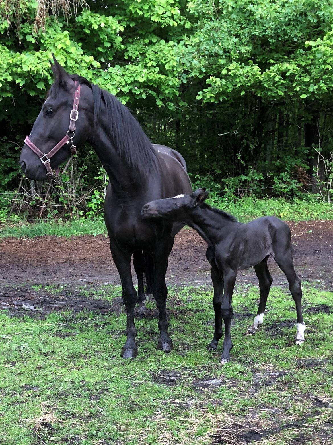 Oldenborg Laulunds Sweet Love of Mine billede 13