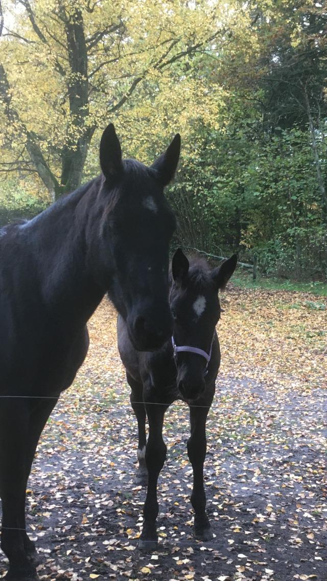 Oldenborg Siff billede 20