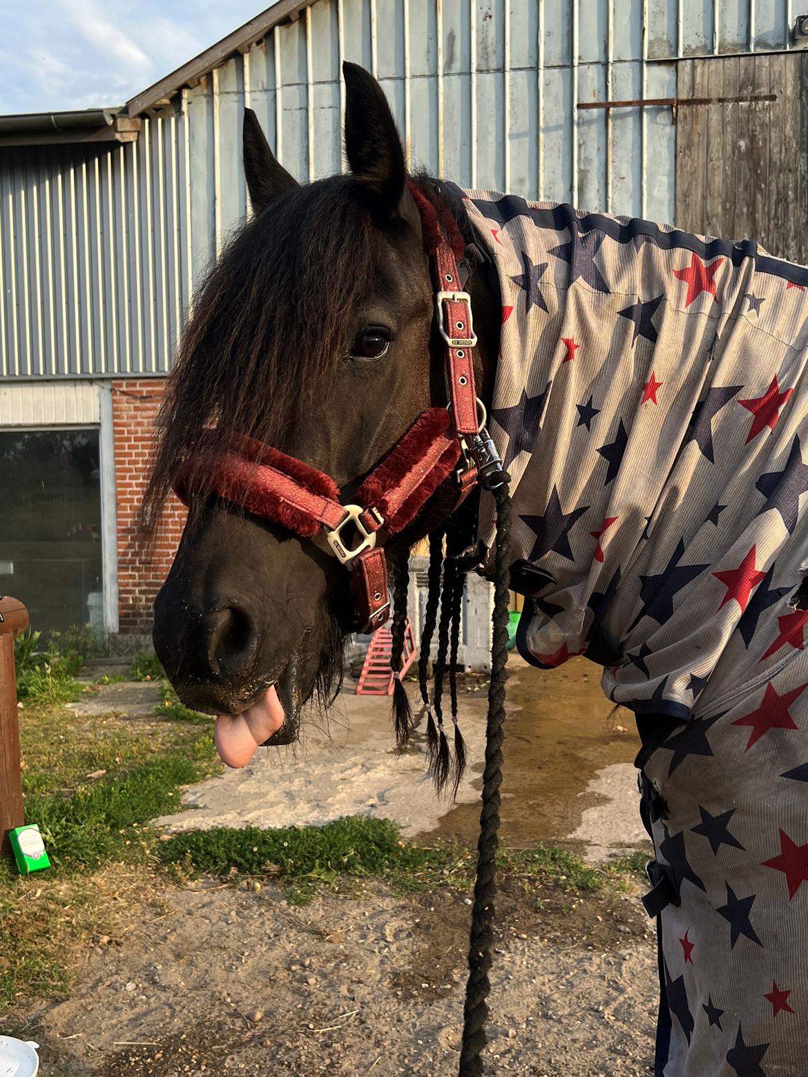 Anden særlig race Berta billede 6