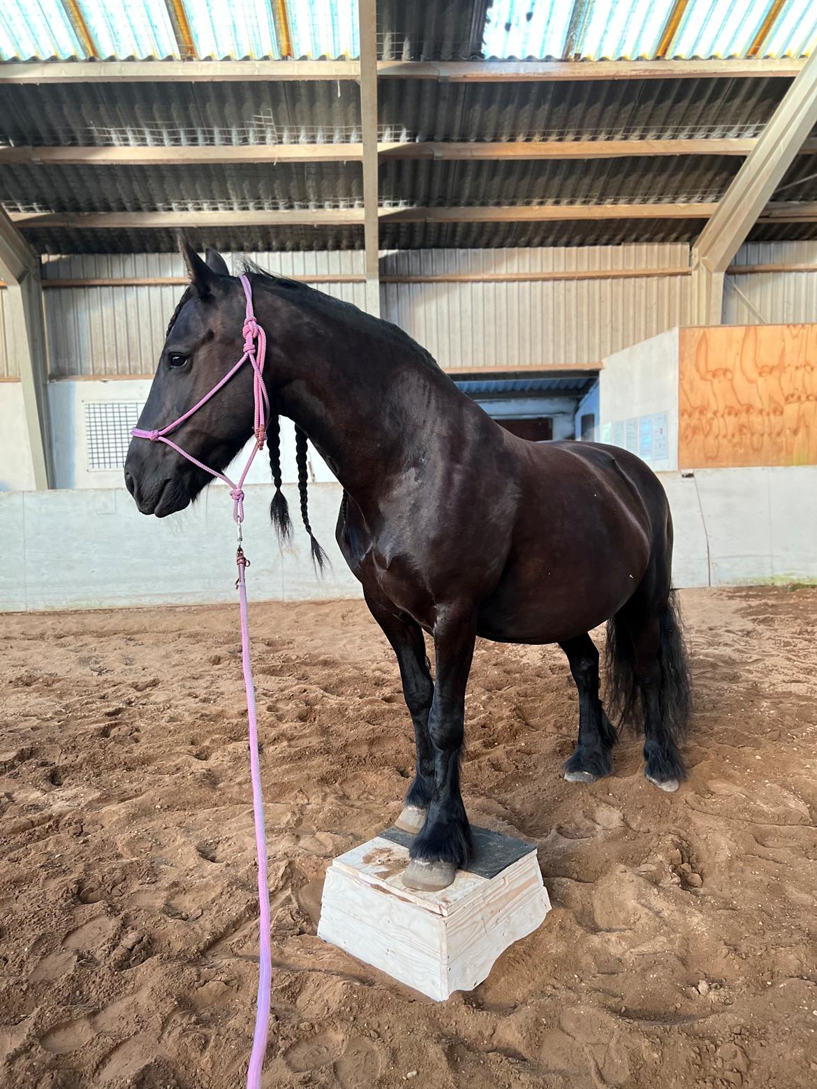 Anden særlig race Berta billede 8