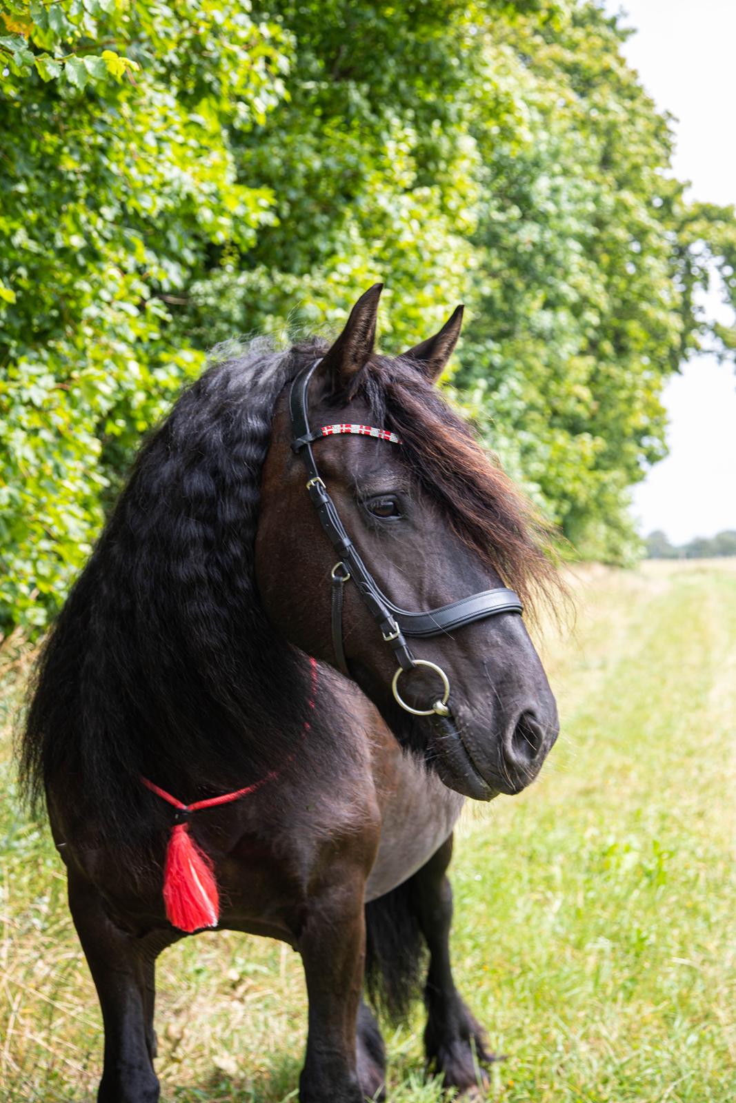 Anden særlig race Berta billede 10