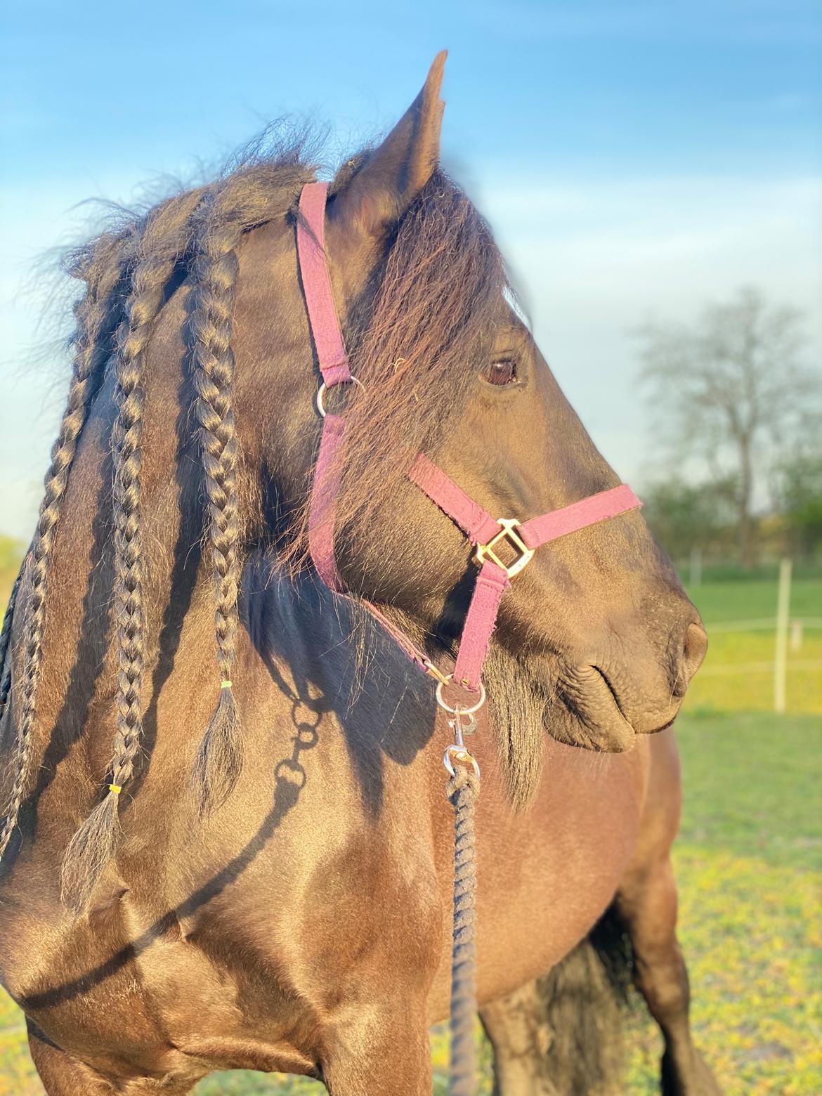 Anden særlig race Berta billede 12