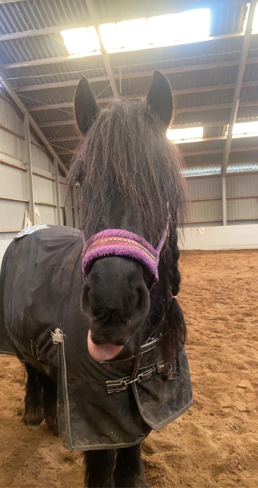 Anden særlig race Berta billede 15