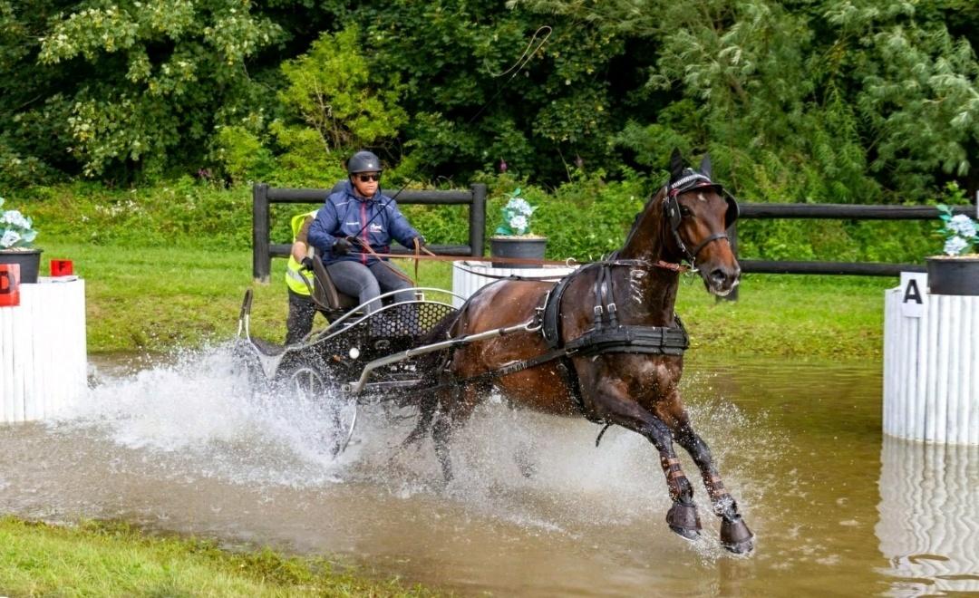 Anden særlig race Sultan (opdatering) billede 20