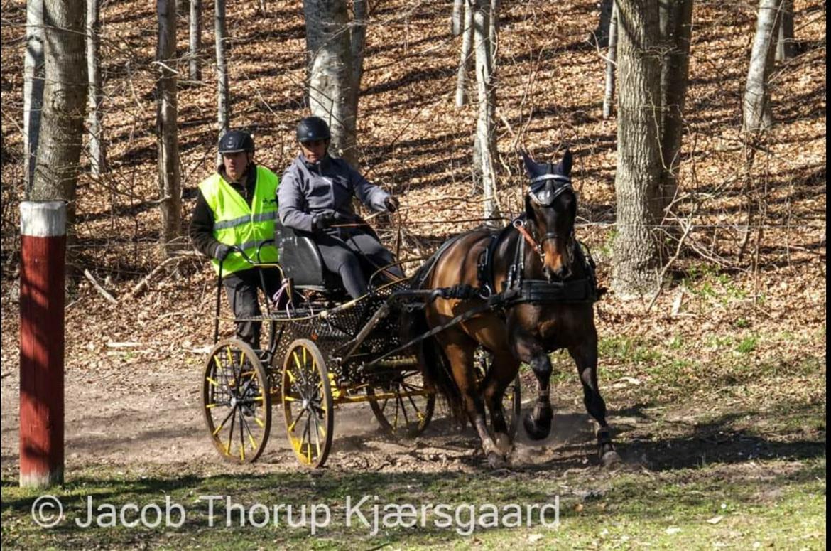 Anden særlig race Sultan (opdatering) billede 6