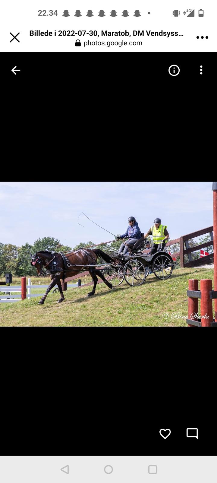 Anden særlig race Sultan (opdatering) billede 18