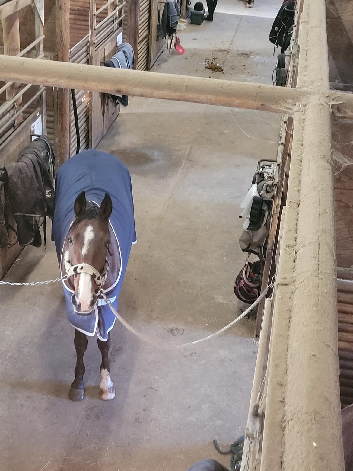 Traver Cocochanel Vincent  billede 3