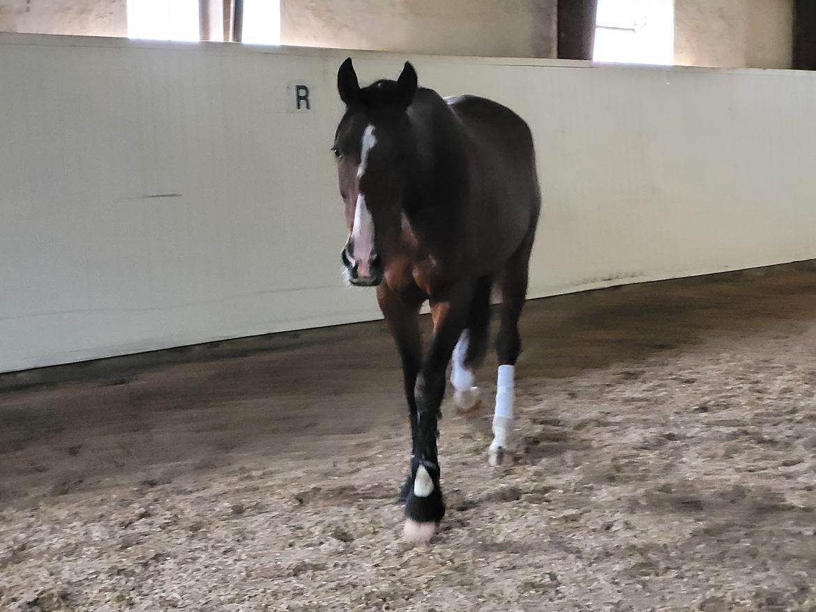 Traver Cocochanel Vincent  billede 4