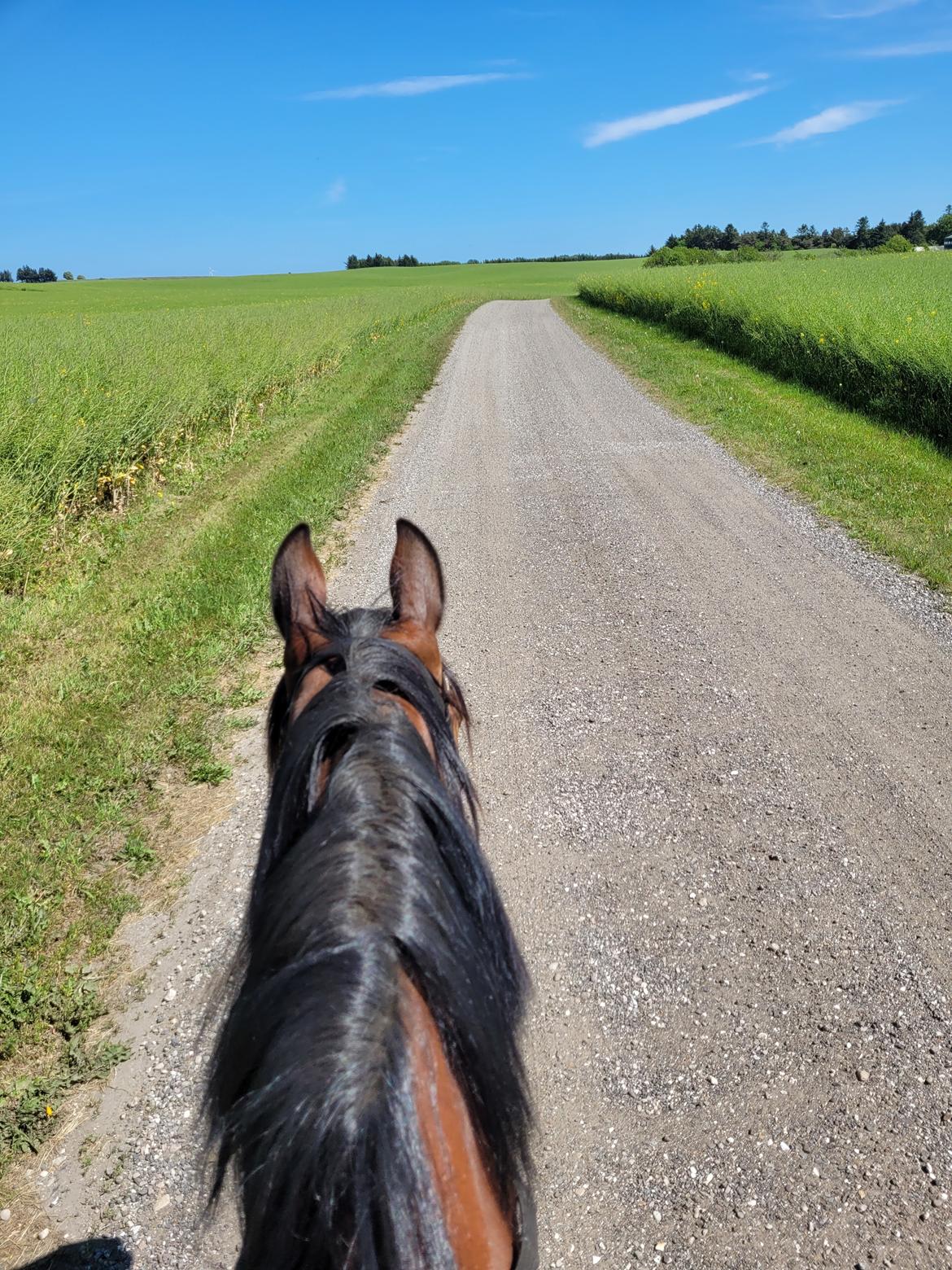 Traver Cocochanel Vincent  billede 8