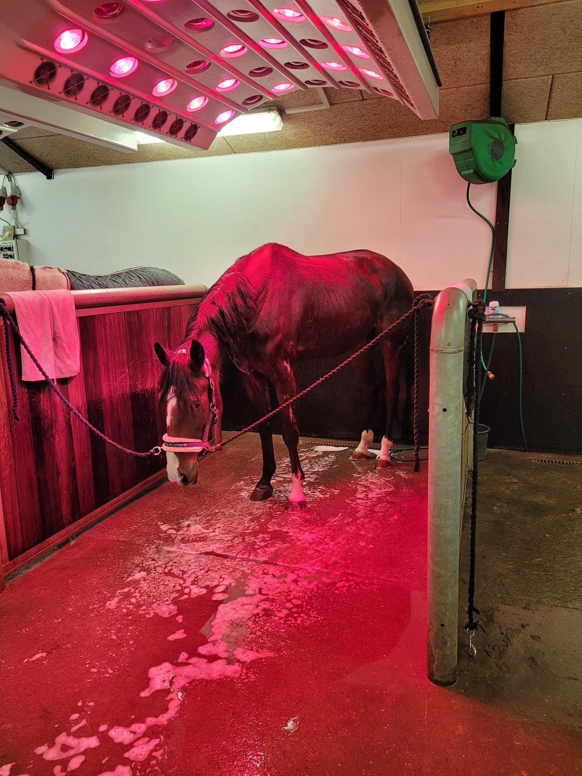 Traver Cocochanel Vincent  billede 9