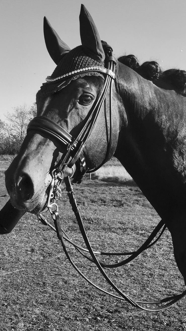 Tysk Oldenburger DS’ Dolce Mazarati  billede 1