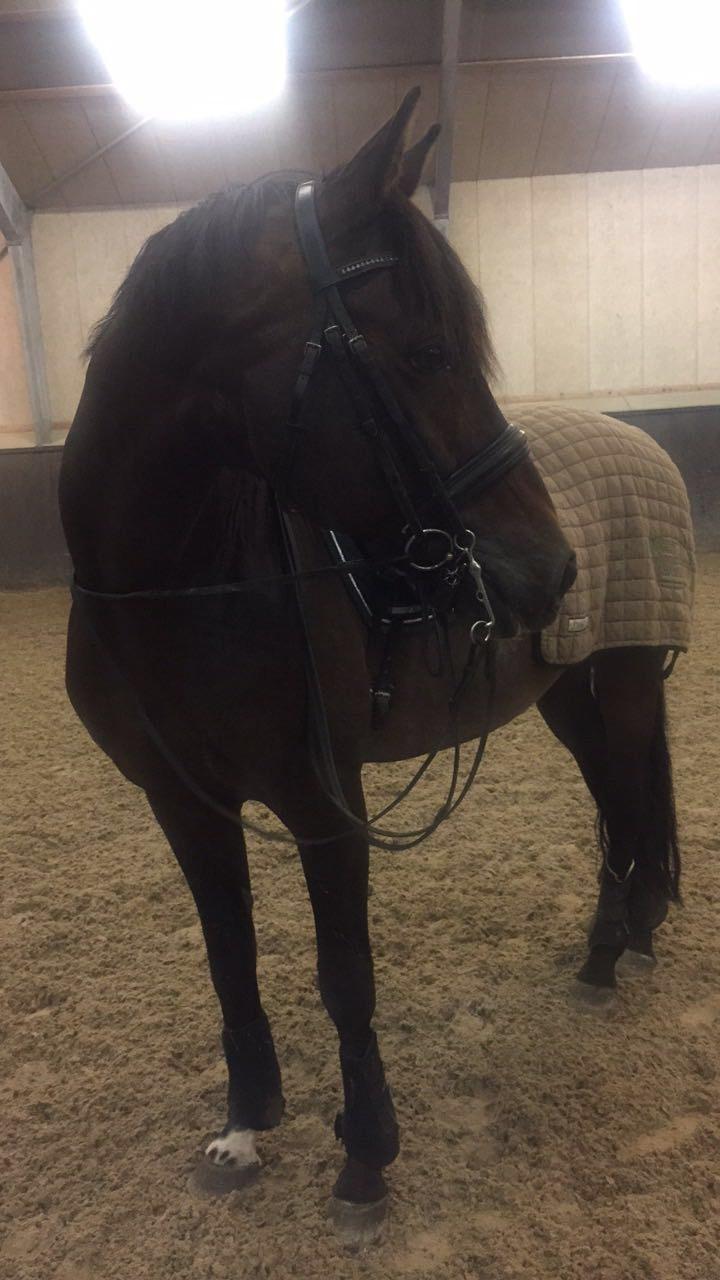 Tysk Oldenburger DS’ Dolce Mazarati  billede 3