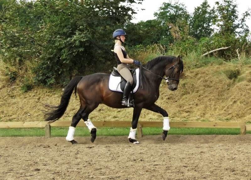 Tysk Oldenburger DS’ Dolce Mazarati  billede 5