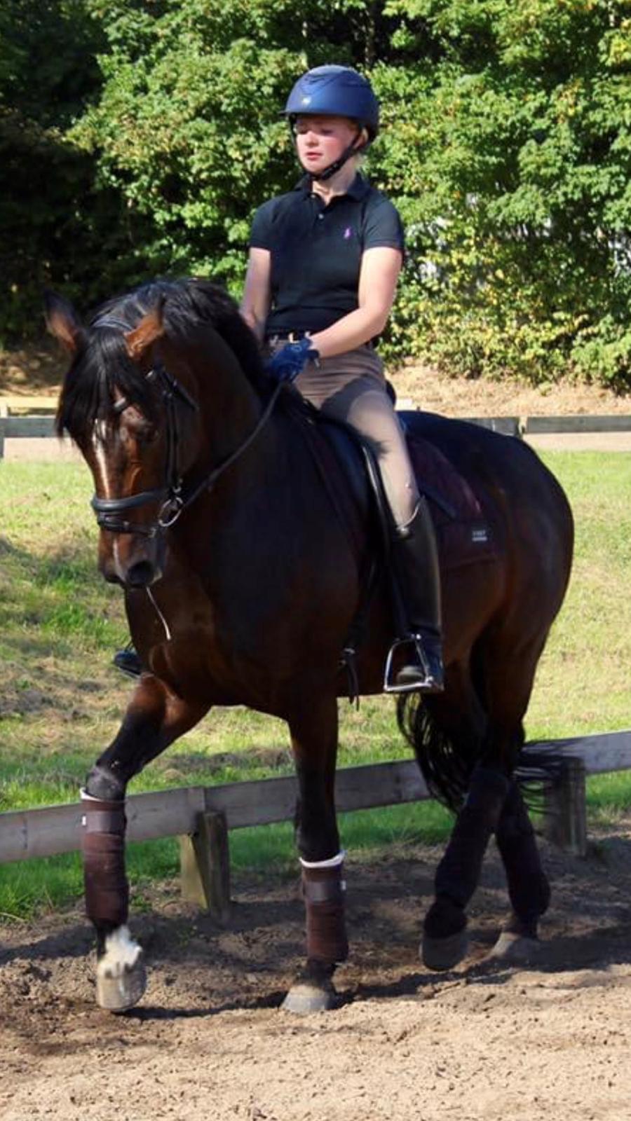 Tysk Oldenburger DS’ Dolce Mazarati  billede 6