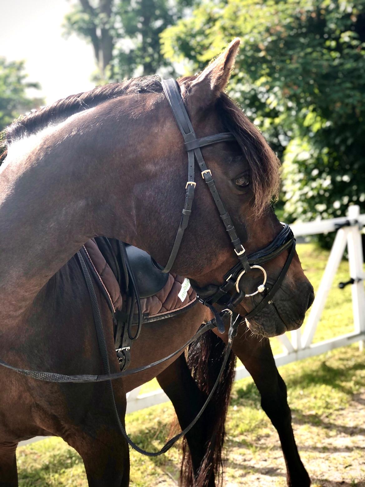 Tysk Oldenburger DS’ Dolce Mazarati  billede 7