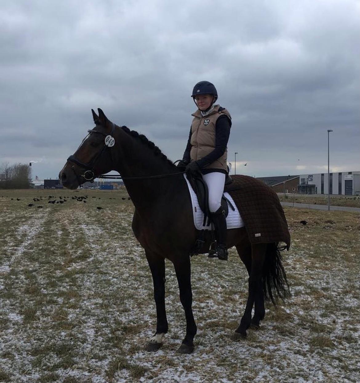 Tysk Oldenburger DS’ Dolce Mazarati  billede 4