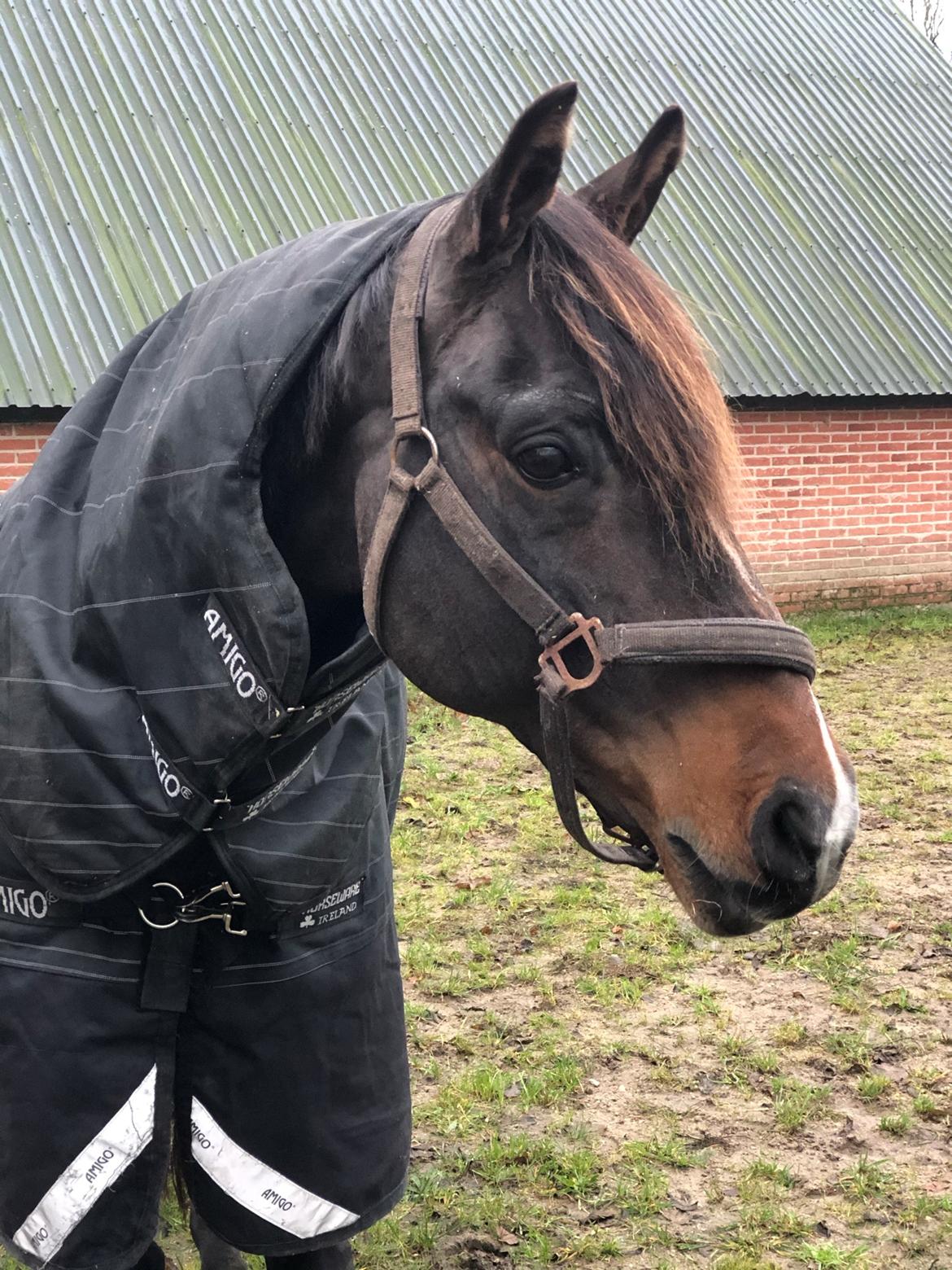 Tysk Oldenburger DS’ Dolce Mazarati  billede 10