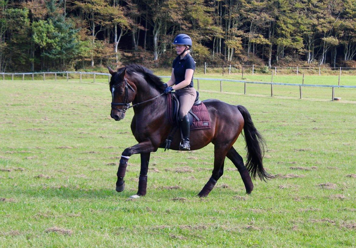 Tysk Oldenburger DS’ Dolce Mazarati  billede 9