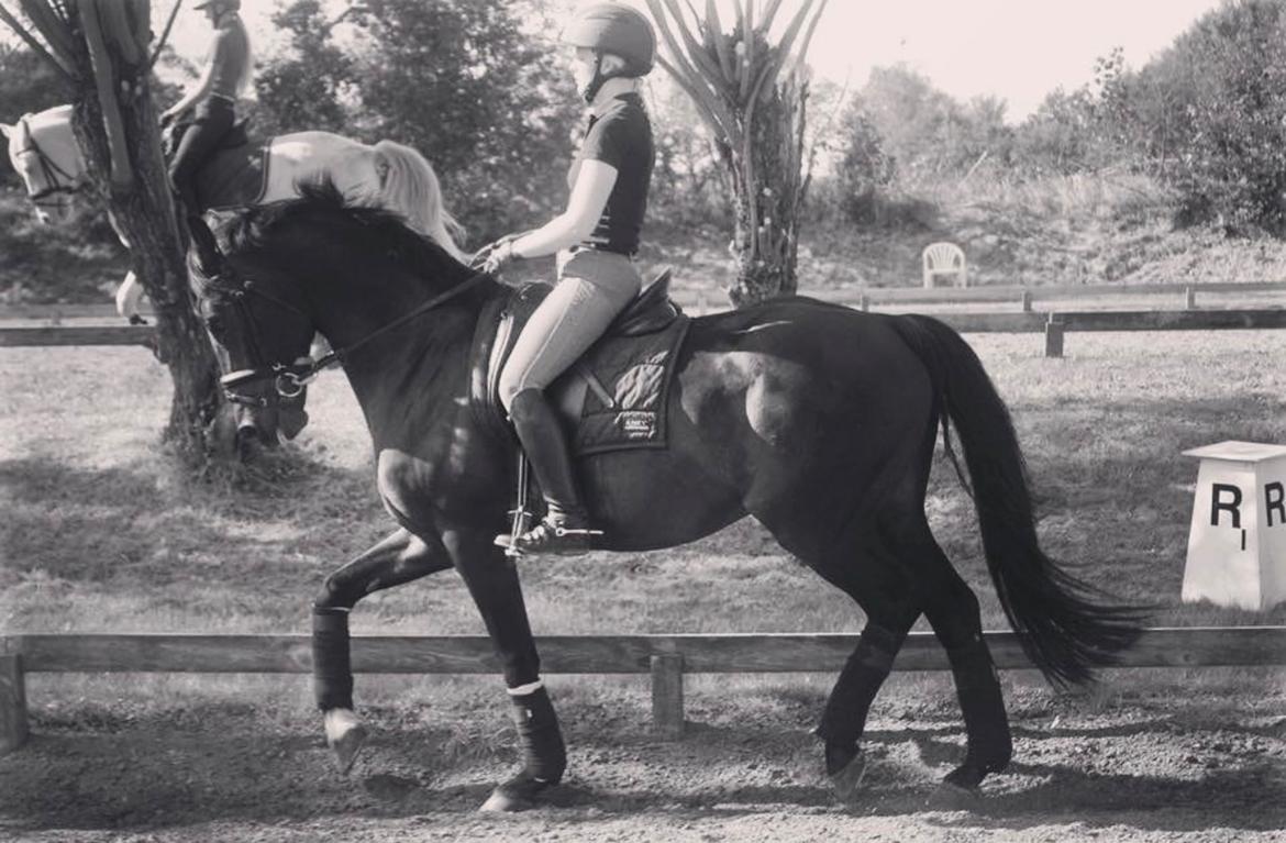 Tysk Oldenburger DS’ Dolce Mazarati  billede 12