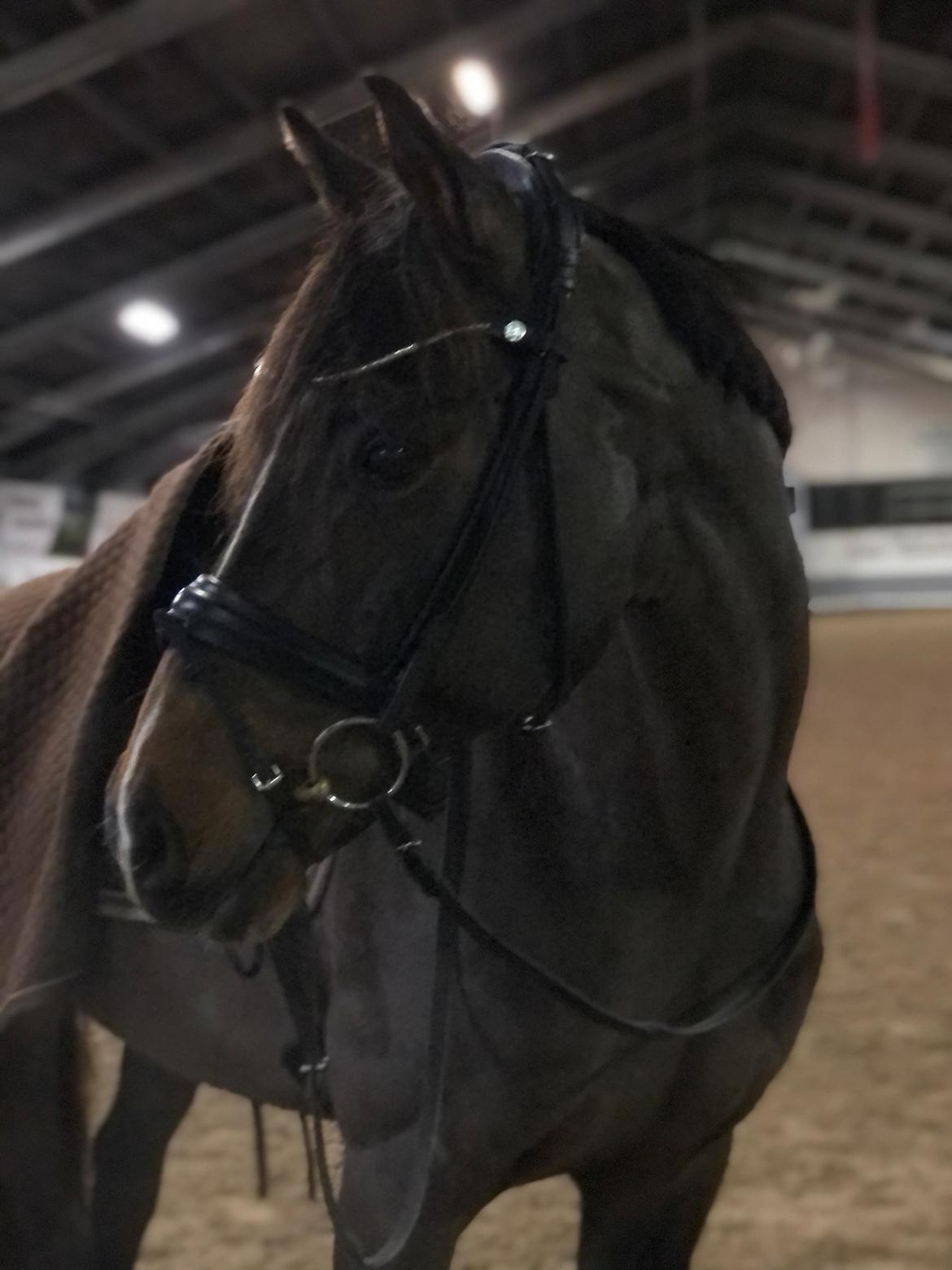 Tysk Oldenburger DS’ Dolce Mazarati  billede 13