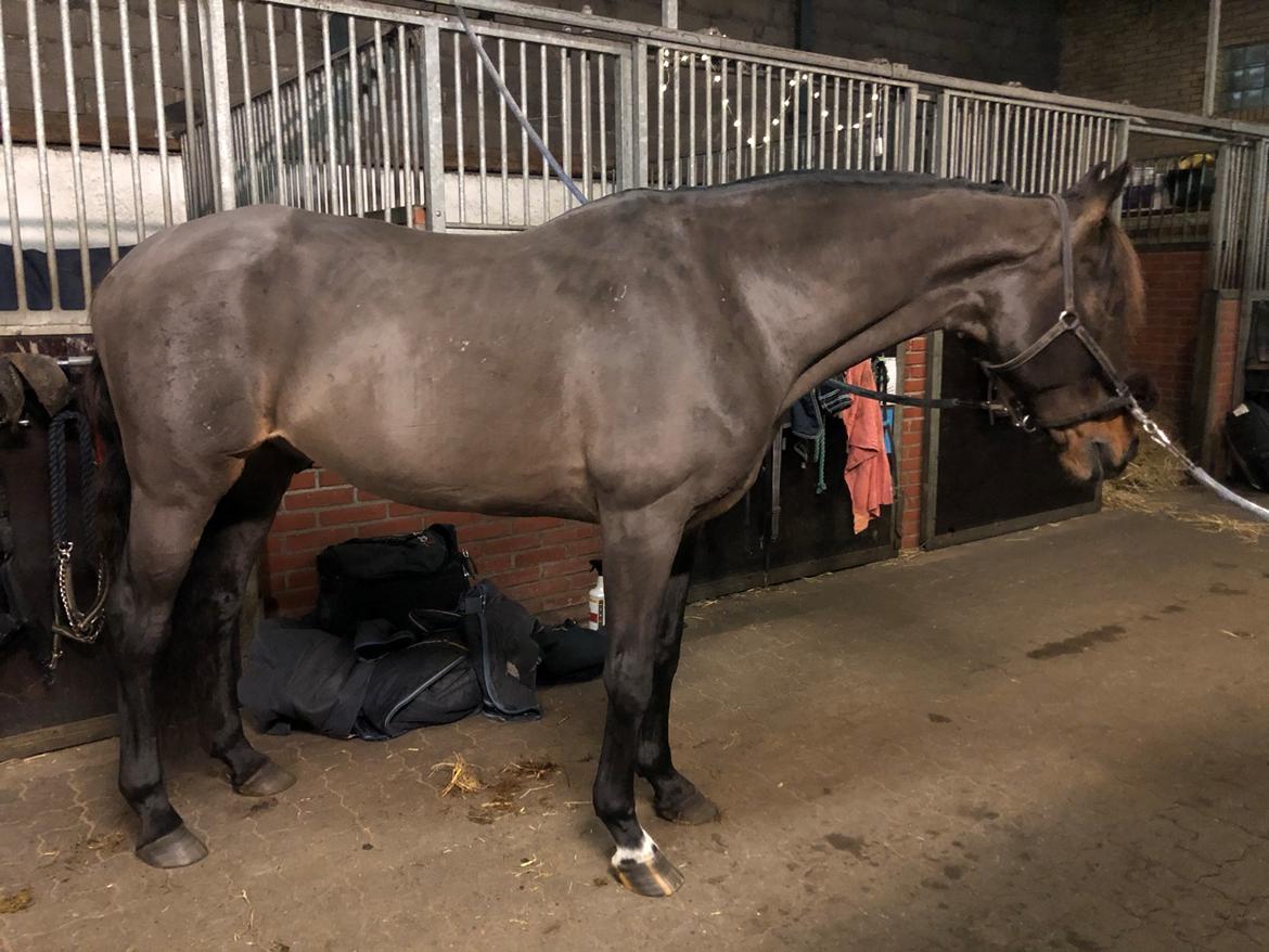 Tysk Oldenburger DS’ Dolce Mazarati  billede 14