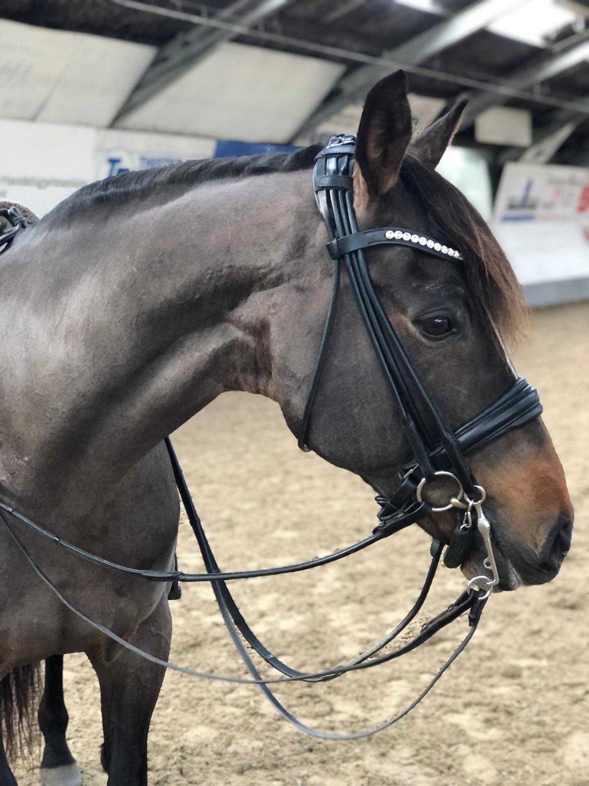 Tysk Oldenburger DS’ Dolce Mazarati  billede 15