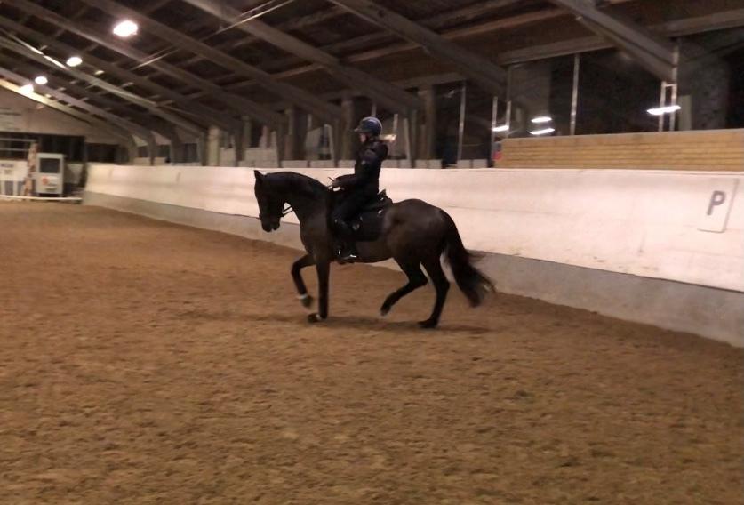 Tysk Oldenburger DS’ Dolce Mazarati  billede 16