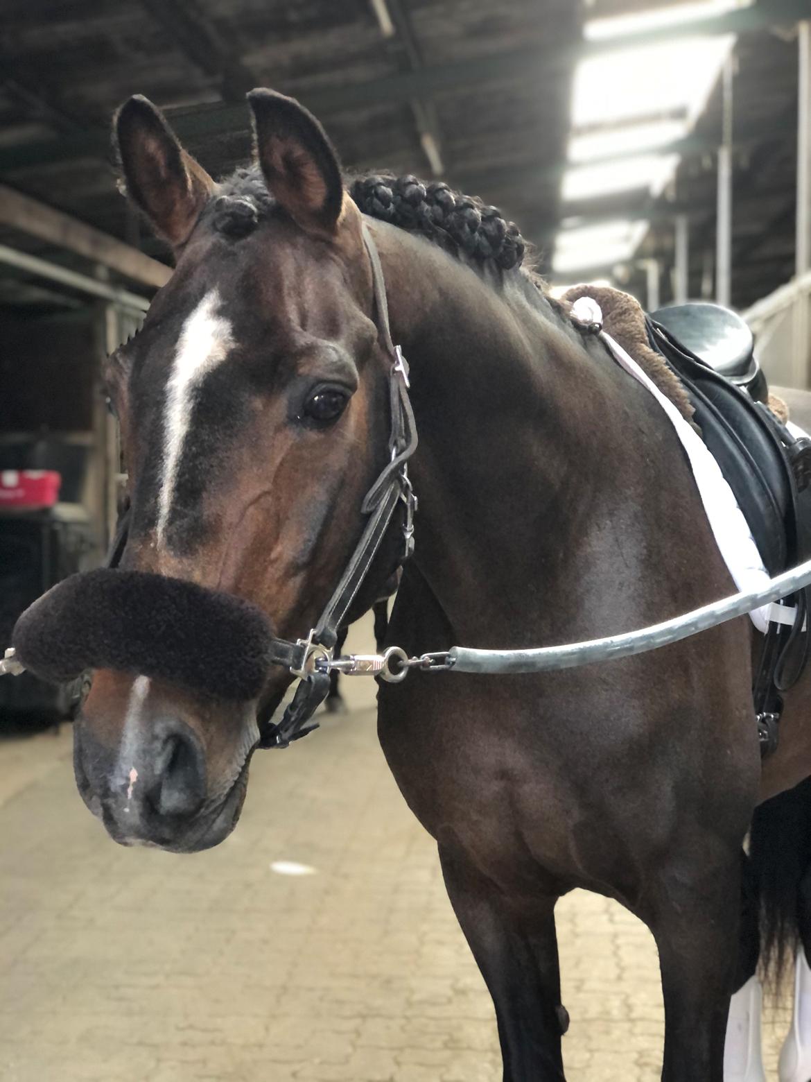 Tysk Oldenburger DS’ Dolce Mazarati  billede 17