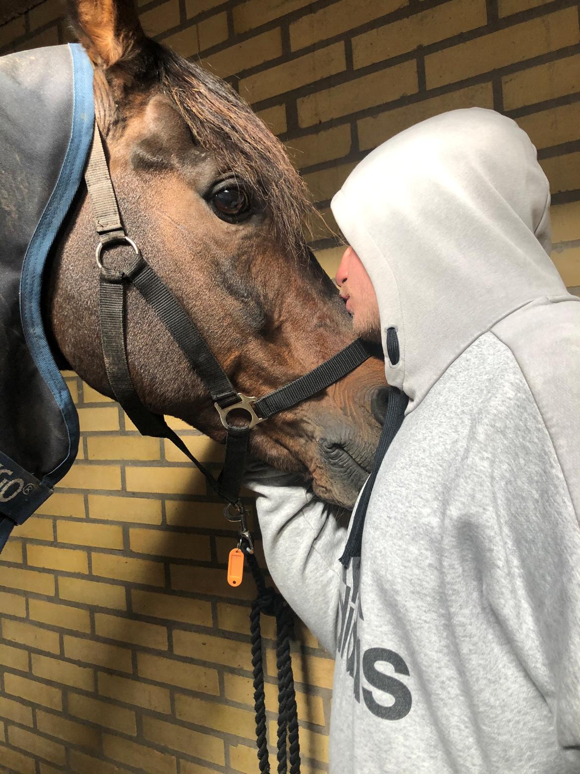 Tysk Oldenburger DS’ Dolce Mazarati  billede 18