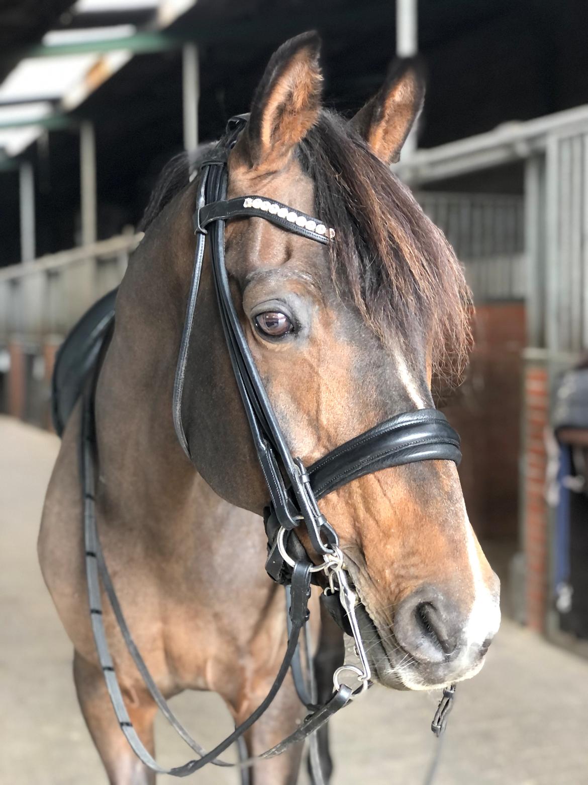 Tysk Oldenburger DS’ Dolce Mazarati  billede 20