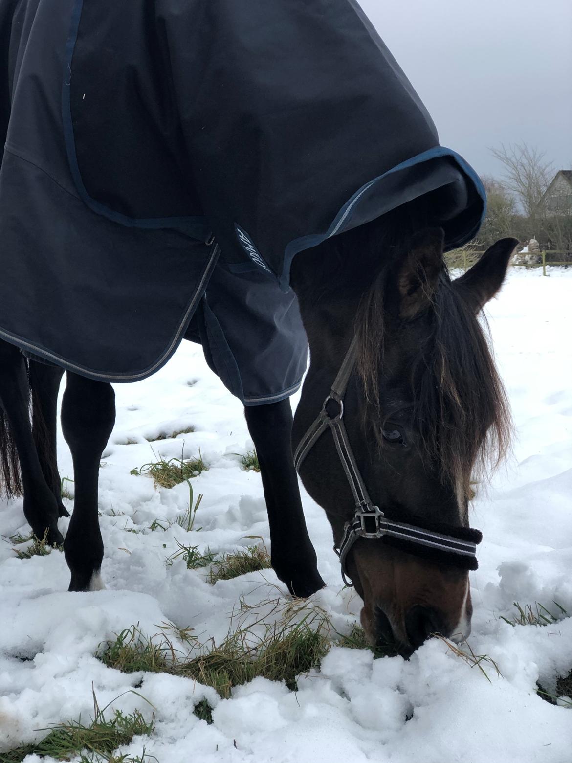 Tysk Oldenburger DS’ Dolce Mazarati  billede 11