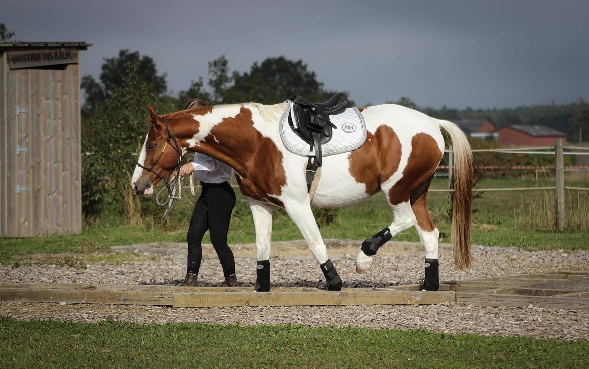 Anden særlig race Thusgaard's Yakari billede 10